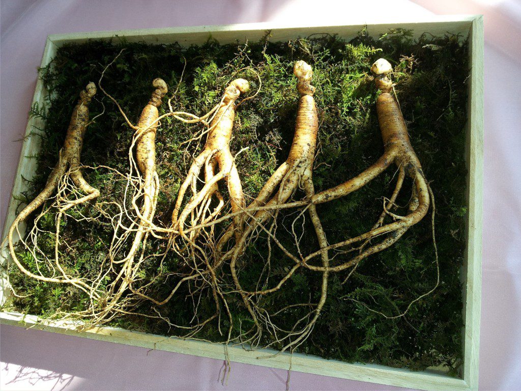 natural aphrodisiac raw ginseng plants in a wooden basket