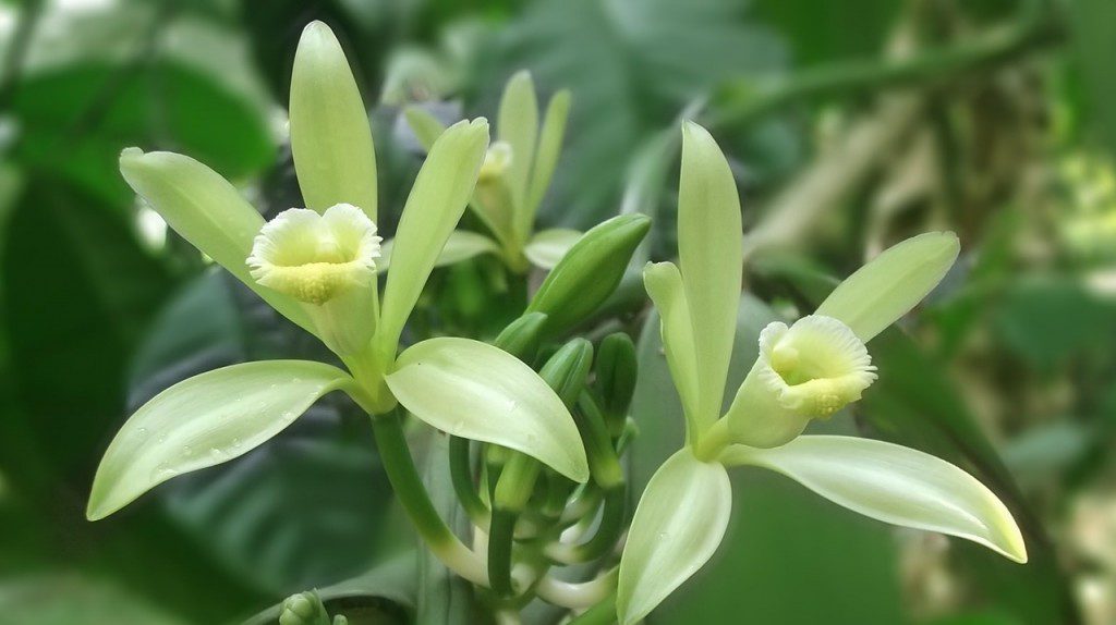 natural aphrodisiac vanilla plant flower