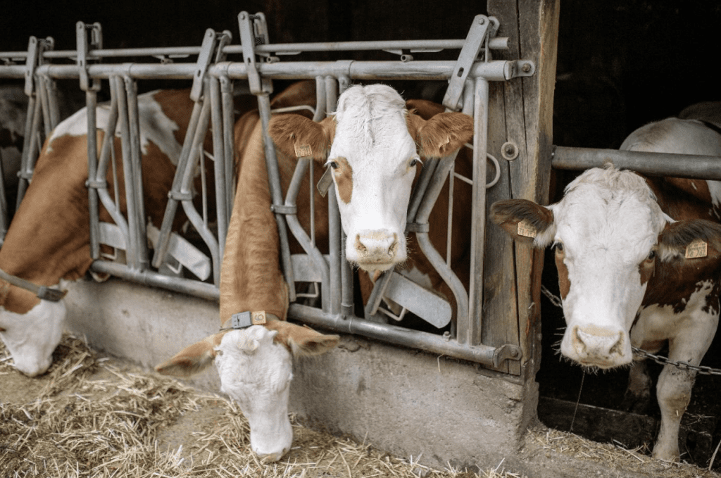 Power of organic - cattle