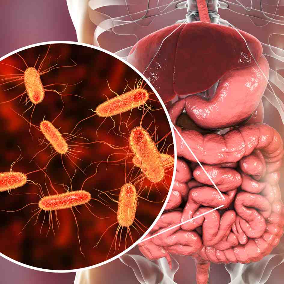 Digestive Health - Microbiome